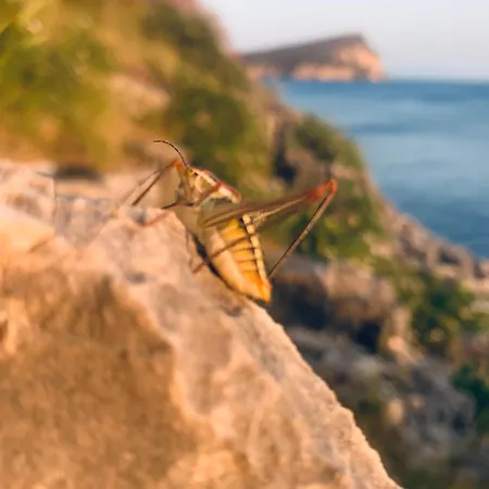 ラグジュアリーテント Nolux Tent *